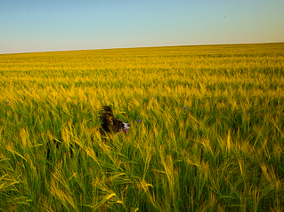 click for enlarge 1067 X 800 984.3 Kb picture