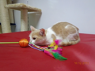 click for enlarge 1024 X 768 435.9 Kb picture