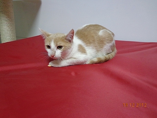 click for enlarge 1024 X 768 392.7 Kb picture