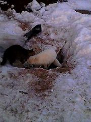 click for enlarge 240 X 320 15.2 Kb picture