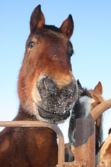 click for enlarge 1920 X 2880 310.3 Kb picture