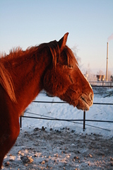 click for enlarge 1920 X 2880 241.5 Kb picture