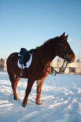 click for enlarge 1920 X 2880 237.4 Kb picture