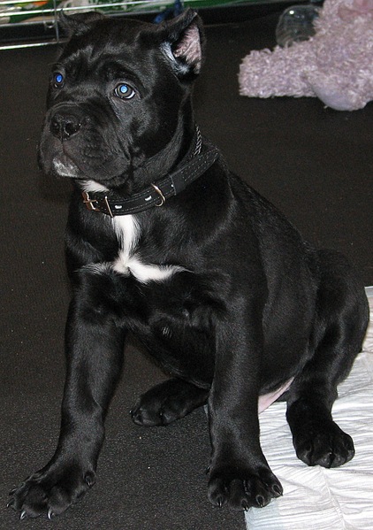 click for enlarge 1177 X 1672 576.0 Kb picture