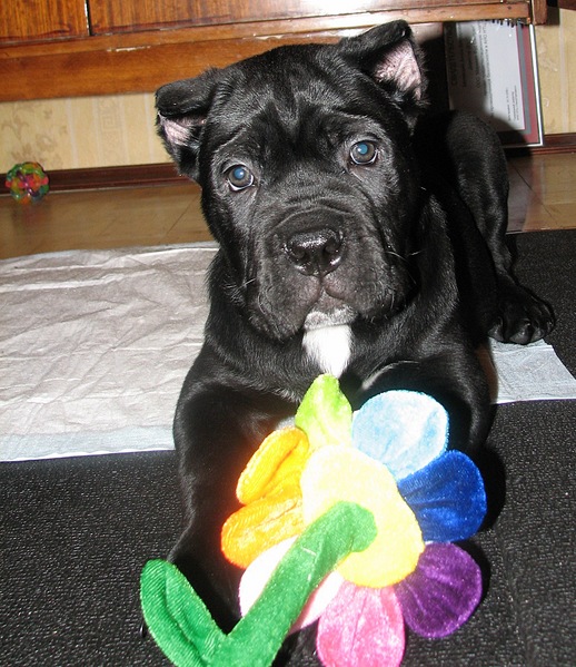 click for enlarge 1579 X 1828 854.1 Kb picture