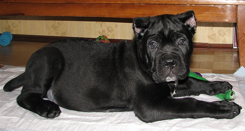 click for enlarge 1905 X 1024 527.5 Kb picture