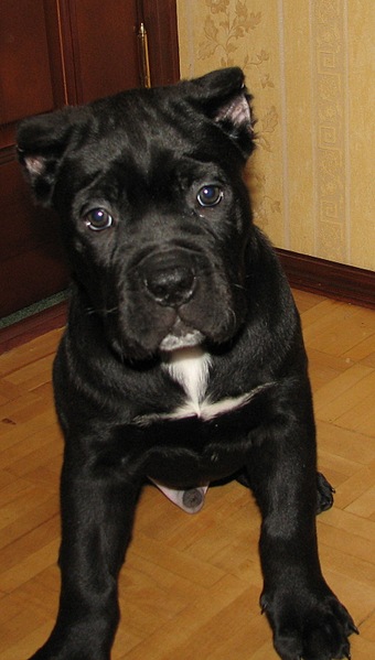 click for enlarge 876 X 1544 288.9 Kb picture