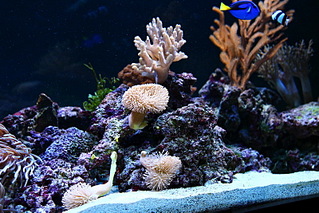 click for enlarge 800 X 533 230.9 Kb picture