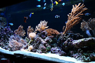 click for enlarge 800 X 533 224.0 Kb picture