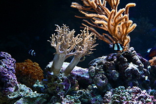 click for enlarge 800 X 533 224.3 Kb picture