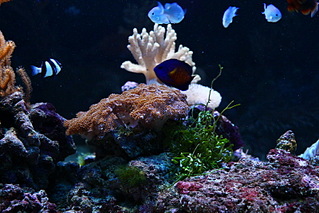 click for enlarge 800 X 533 201.0 Kb picture