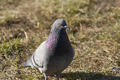 click for enlarge 1920 X 1285 148.1 Kb picture