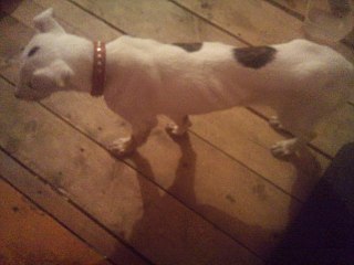 click for enlarge 1280 X 960 136.3 Kb picture