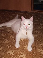 click for enlarge 1920 X 2560 863.1 Kb picture