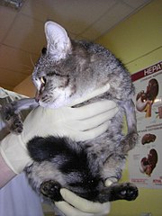click for enlarge 768 X 1024 138.1 Kb picture