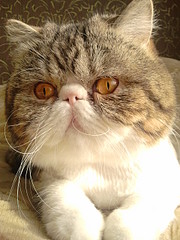 click for enlarge 1920 X 2560 488.2 Kb picture