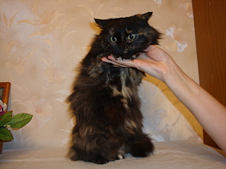 click for enlarge 640 X 480 119.4 Kb picture