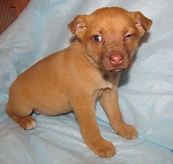 click for enlarge 1257 X 1200 301.2 Kb picture