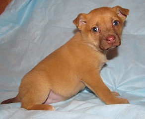 click for enlarge 1277 X 1049 249.0 Kb picture