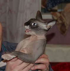 click for enlarge 1526 X 1540 175.9 Kb picture