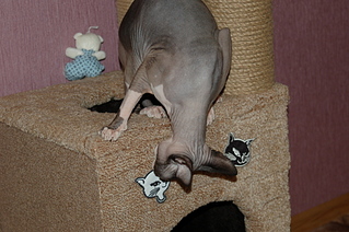 click for enlarge 1920 X 1276 205.8 Kb picture