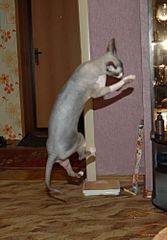 click for enlarge 1391 X 1994 290.2 Kb picture