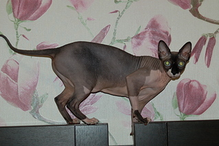 click for enlarge 1920 X 1276 190.4 Kb picture