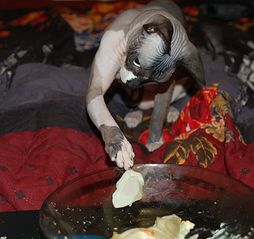 click for enlarge 1920 X 1808 278.1 Kb picture