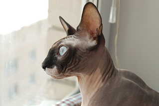 click for enlarge 1920 X 1276 1020.0 Kb picture