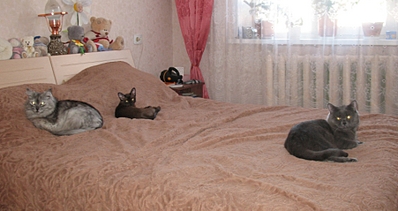 click for enlarge 902 X 477 282.3 Kb picture