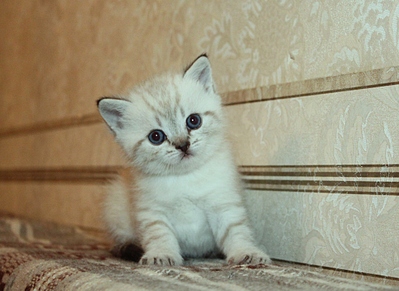 click for enlarge 1024 X 745 338.7 Kb picture