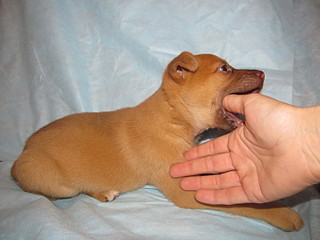 click for enlarge 1600 X 1200 450.4 Kb picture