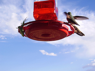 click for enlarge 500 X 375 72.9 Kb picture