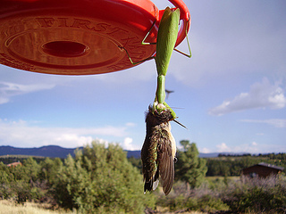 click for enlarge 500 X 375 93.8 Kb picture