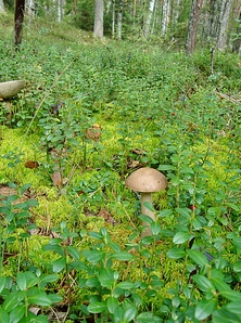 click for enlarge 761 X 1024 767.7 Kb picture