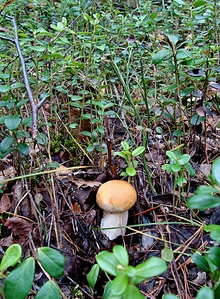 click for enlarge 753 X 1024 767.7 Kb picture