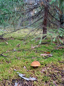 click for enlarge 763 X 1024 916.8 Kb picture