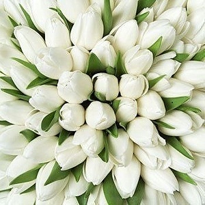 click for enlarge 350 X 350  45.5 Kb picture