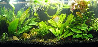 click for enlarge 1296 X 628 208.4 Kb picture
