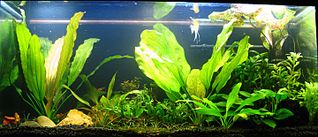 click for enlarge 1440 X 619 203.5 Kb picture