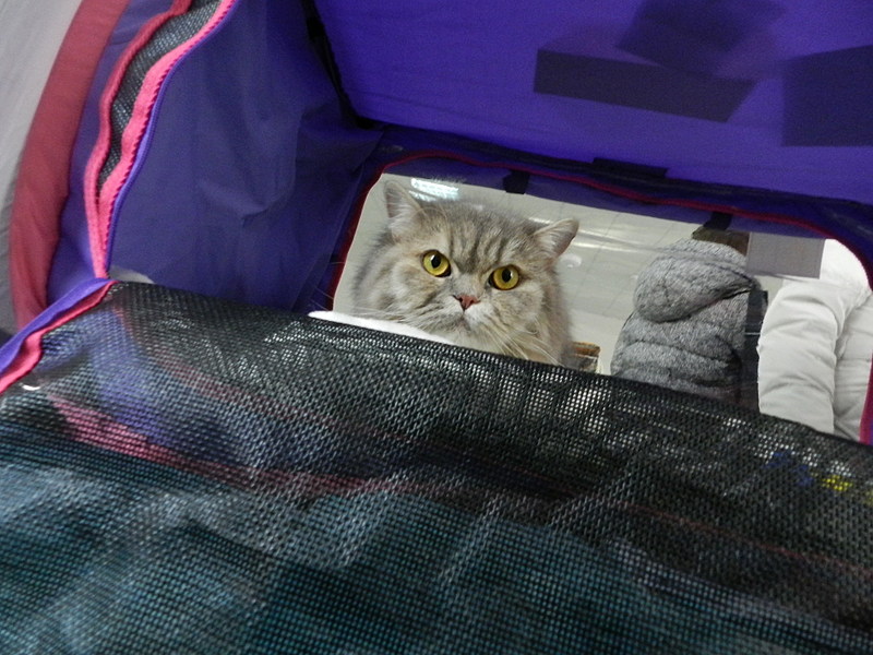 click for enlarge 1920 X 1440 512.4 Kb picture