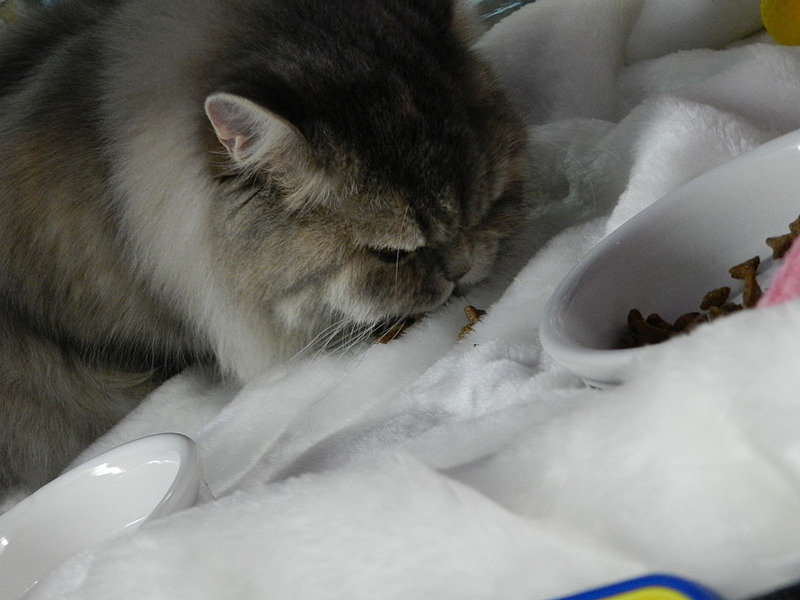 click for enlarge 1920 X 1440 429.4 Kb picture