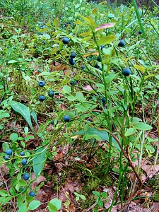 click for enlarge 768 X 1024 923.4 Kb picture