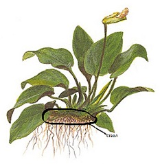 click for enlarge 510 X 524 85.0 Kb picture