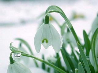 click for enlarge 480 X 360  25.5 Kb picture