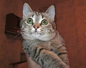 click for enlarge 1500 X 1181 227.1 Kb picture