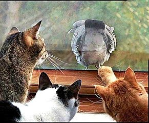 click for enlarge 582 X 480  64.7 Kb picture