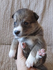 click for enlarge 899 X 1200 273.6 Kb picture