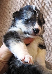 click for enlarge 835 X 1200 254.5 Kb picture