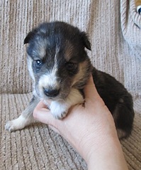 click for enlarge 998 X 1200 270.1 Kb picture